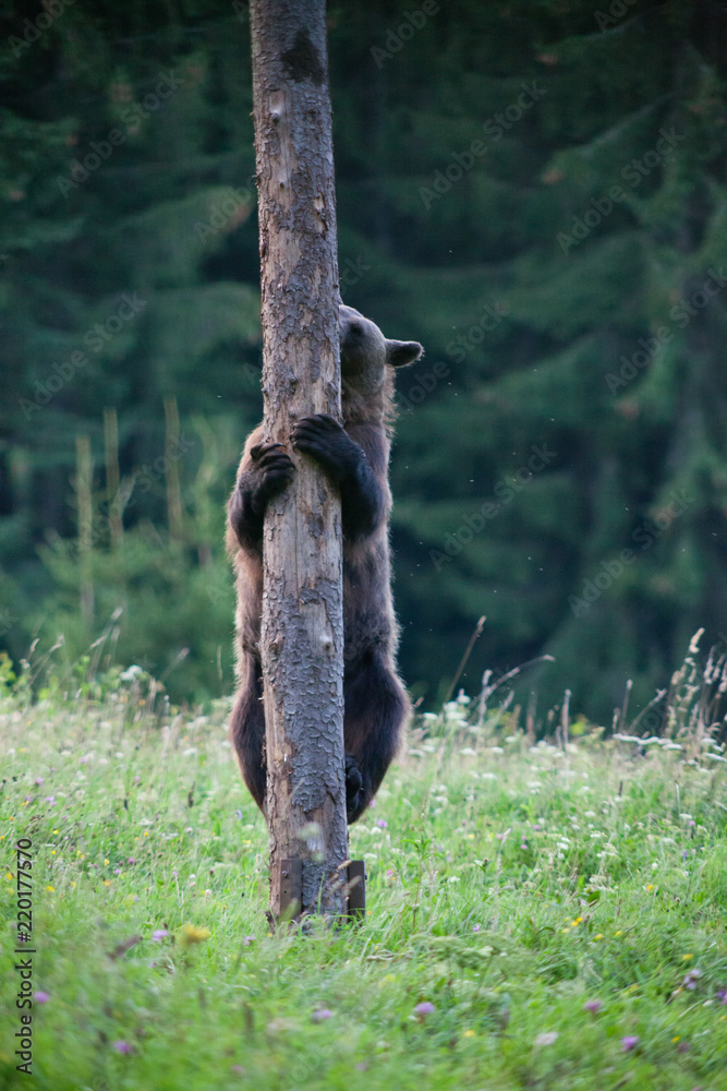 brown bear in its natural habitat climbing a tree brown bear in its natural habitat climbing a tree