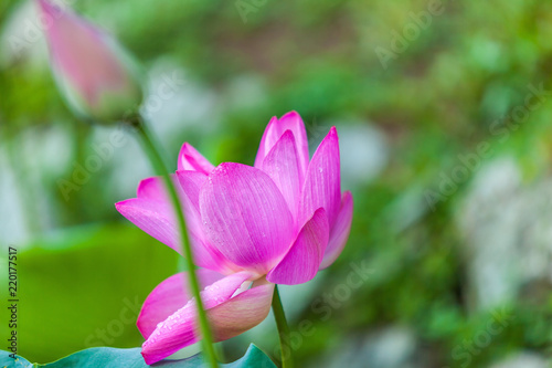 Beautiful Da Helian lotus in Tode Park taipei taiwan