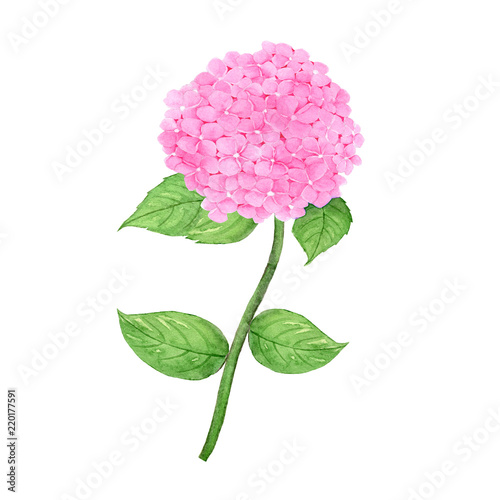 Hydrangea Hand drawn sketch and watercolor illustrations. Watercolor painting Flower . Hydrangea Illustration isolated on white background.
