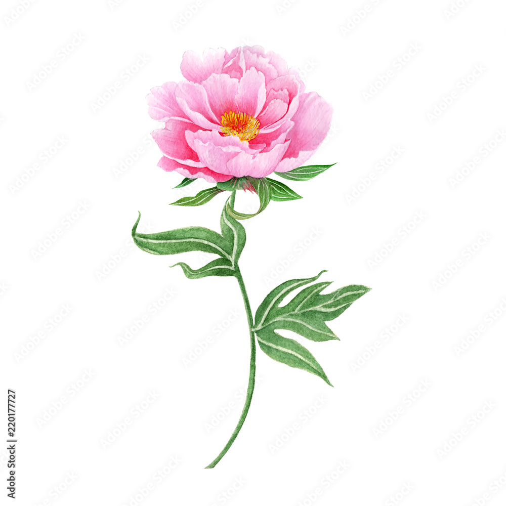 Peony Hand drawn sketch and watercolor illustrations. Watercolor painting Peony. Peony Illustration isolated on white background.