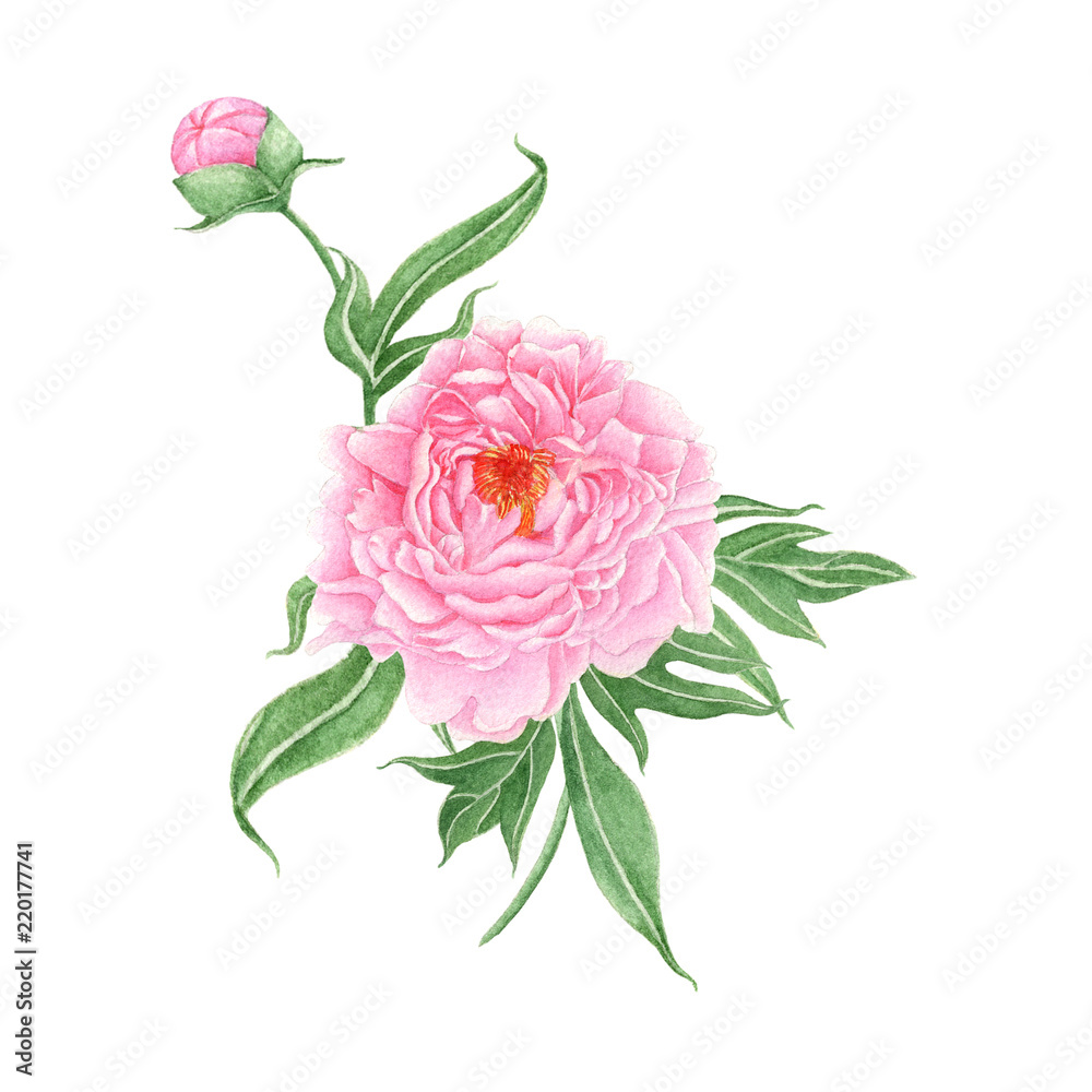 Obraz premium Peony Hand drawn sketch and watercolor illustrations. Watercolor painting Peony. Peony Illustration isolated on white background.