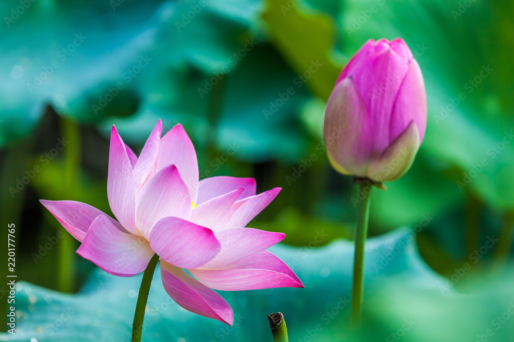 Obraz premium Beautiful Da Helian lotus in Tode Park taipei taiwan