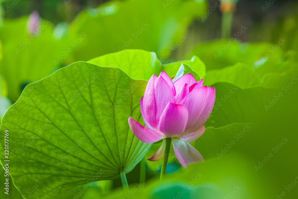 Beautiful Da Helian lotus in Tode Park taipei taiwan Beautiful Da Helian lotus in Tode Park taipei taiwan