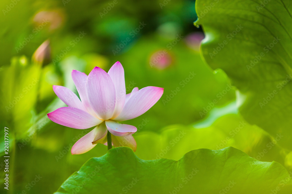 Beautiful Da Helian lotus in Tode Park taipei taiwan Beautiful Da Helian lotus in Tode Park taipei taiwan