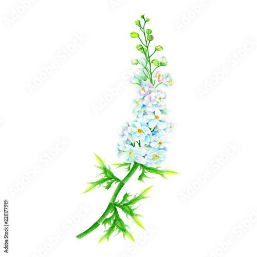 Wild Flowers Hand drawn sketch and watercolor illustrations. Watercolor painting Wild Flowers. Wild Flower Illustration isolated on white background.