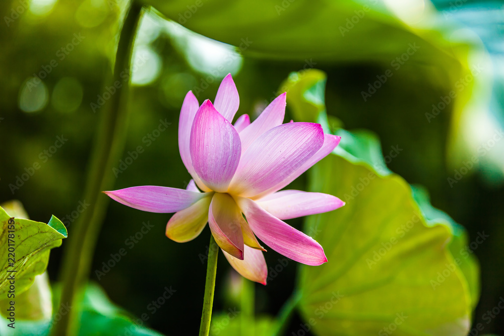 Obraz premium Beautiful Da Helian lotus in Tode Park taipei taiwan