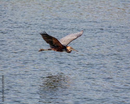 Goliath Heron In Flight