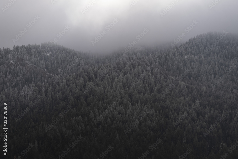 Mountainside pine forest with snow and clouds going into the fog