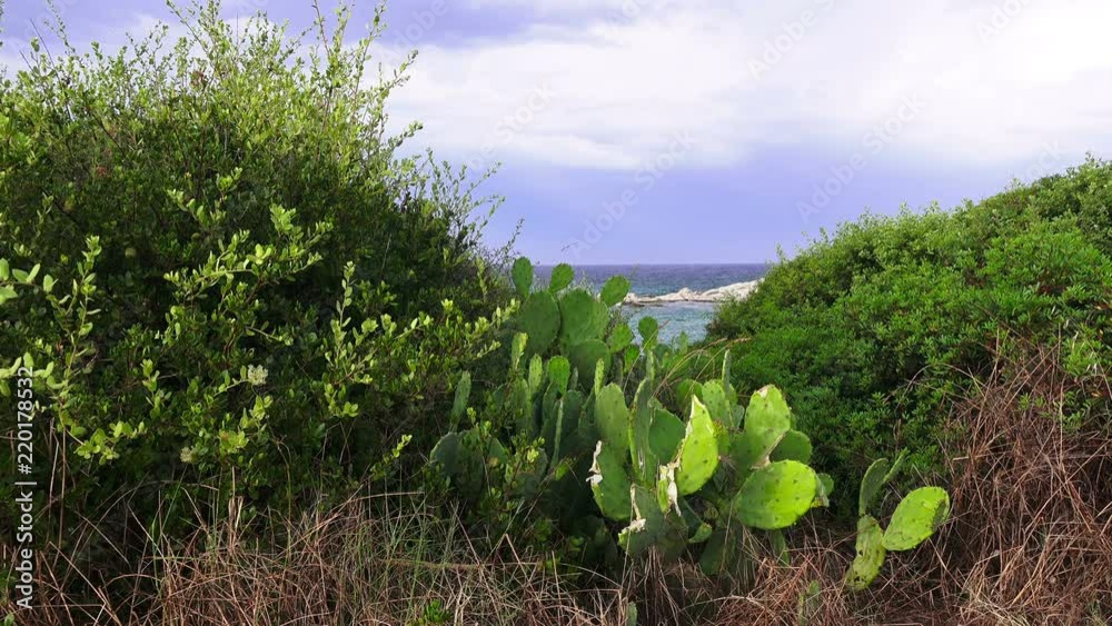 Vegetation of the peninsula of Halkidiki, Greece Vegetation of the peninsula of Halkidiki, Greece
