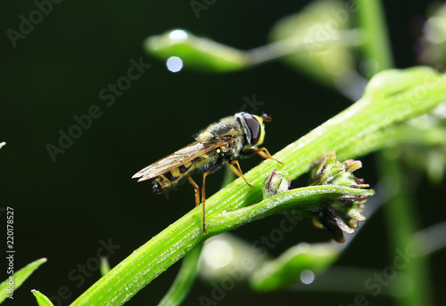 Feed aphid fly, in the wild © pdm