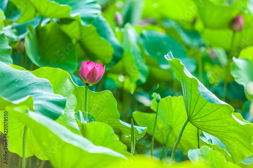 Beautiful Da Helian lotus in Tode Park taipei taiwan photo