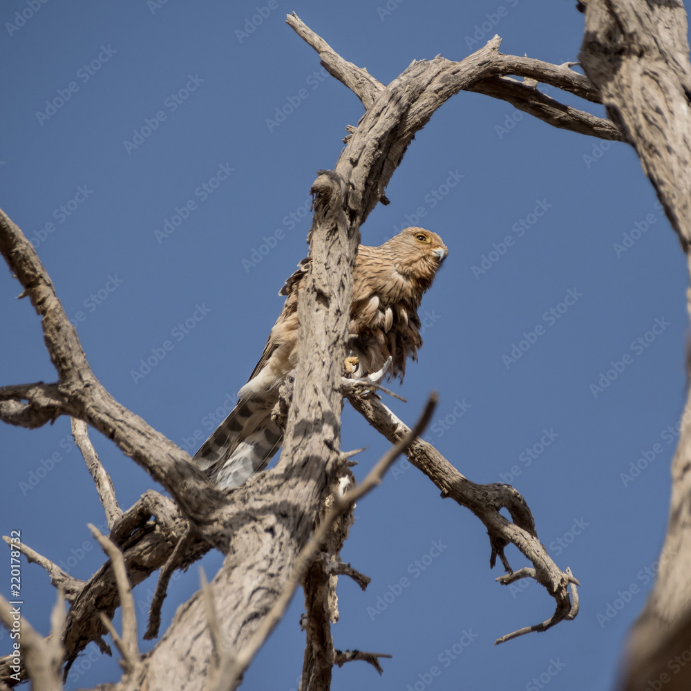 Greater Kestrel