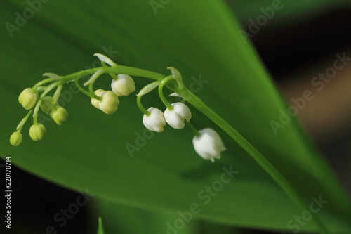 flower, white, green, nature, spring,