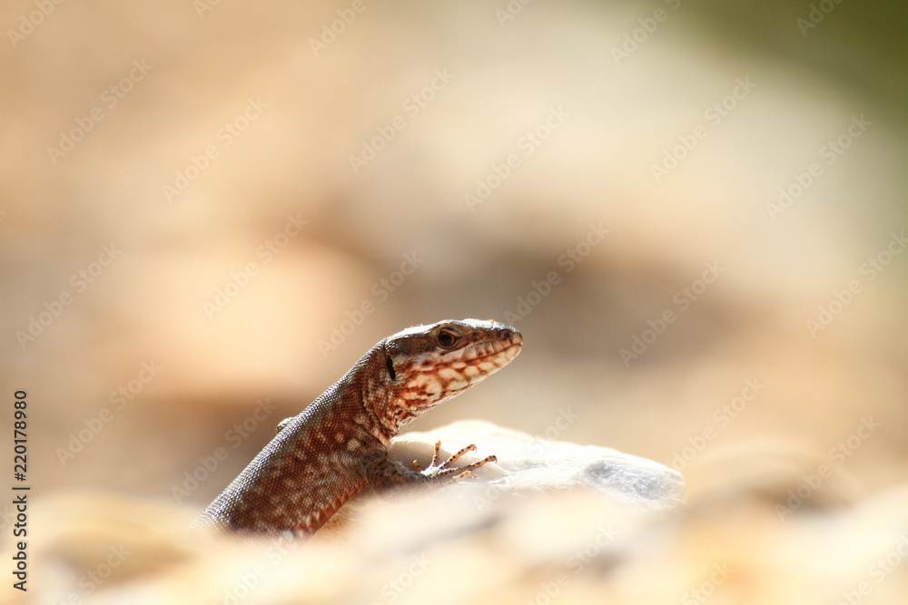 lizard, reptile, animal, nature, wildlife, snake, wild, lizard, reptile, animal, nature, wildlife, snake, wild,