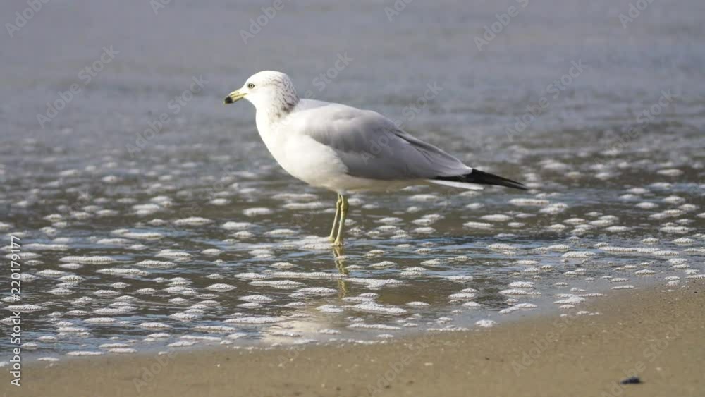 Seagull foraging at beach Seagull foraging at beach