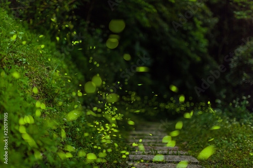 beautuful  firefly in taipei taiwan