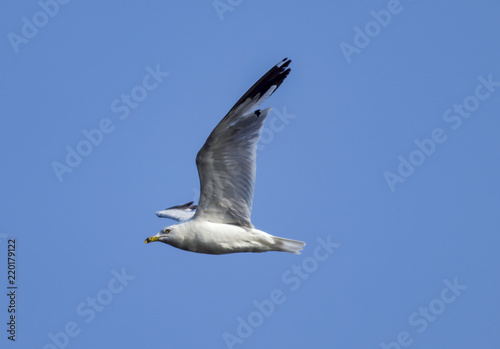 Gull Flying Solo Clear Sky