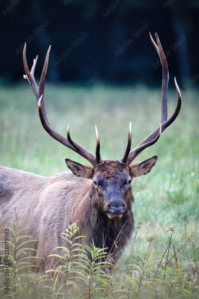 Large male bull elk with full rack stares at camera.tif Large male bull elk with full rack stares at camera.tif