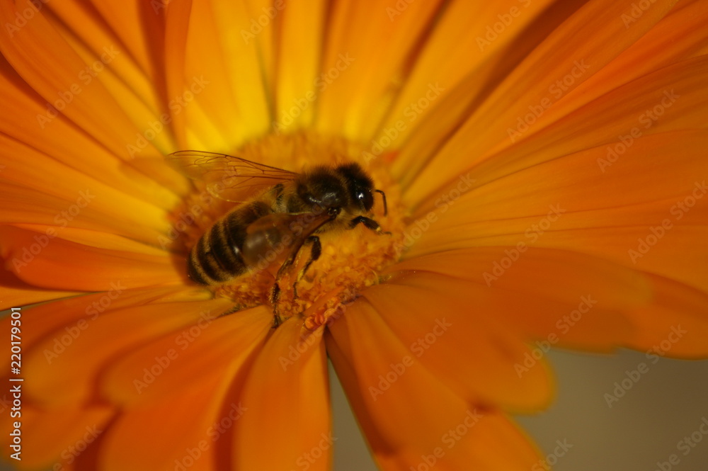Macro of a yellow typical Honey Bee cross pollinating an orange flower in a rural garden, New South Wales, Australia Macro of a yellow typical Honey Bee cross pollinating an orange flower in a rural garden, New South Wales, Australia