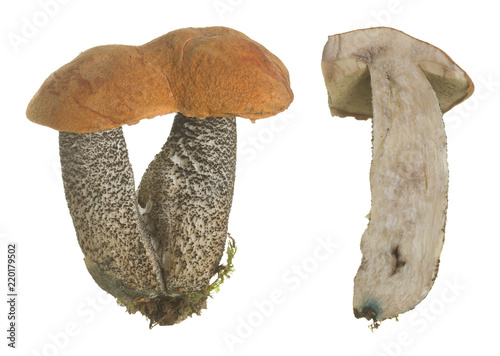 Orange birch bolete, Leccinum versipelle whole and halved isolated on white background photo