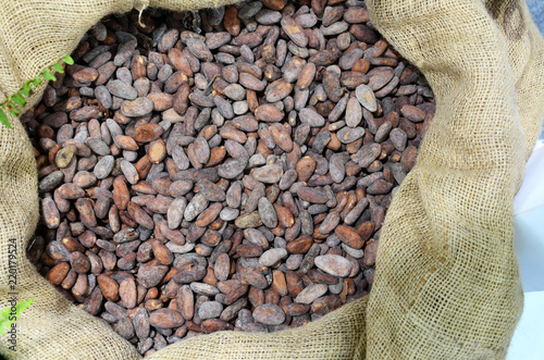 Cocoa beans in the sack