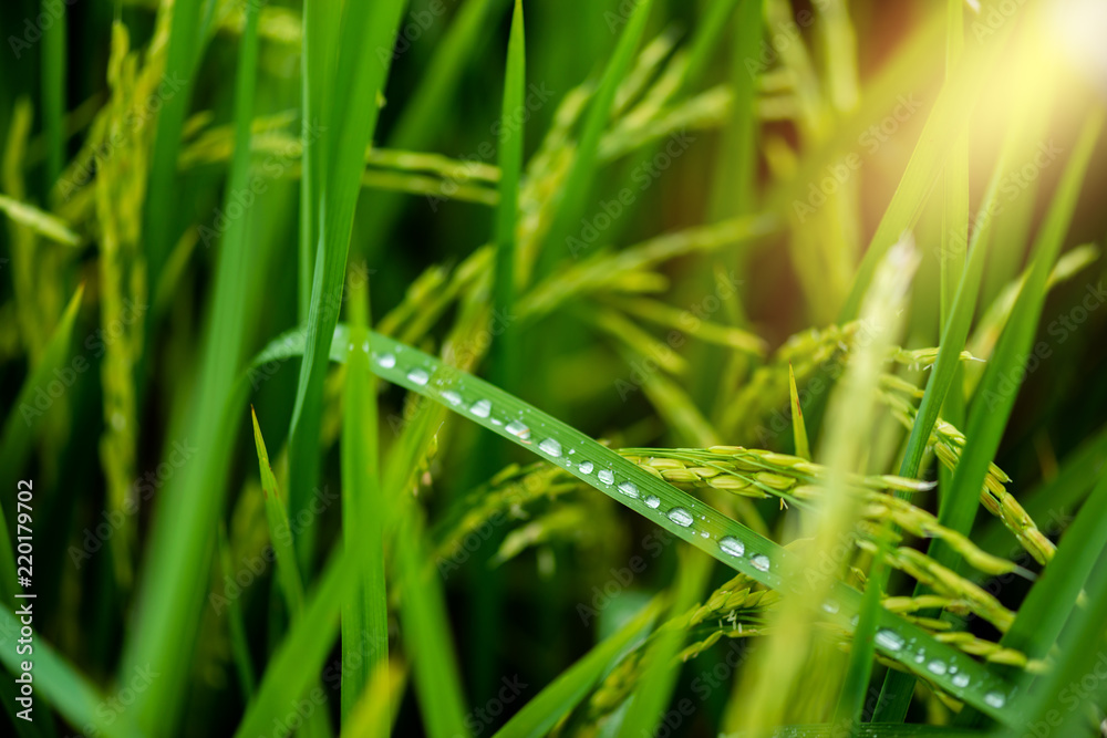 Countryside scenery of paddy rice field Countryside scenery of paddy rice field