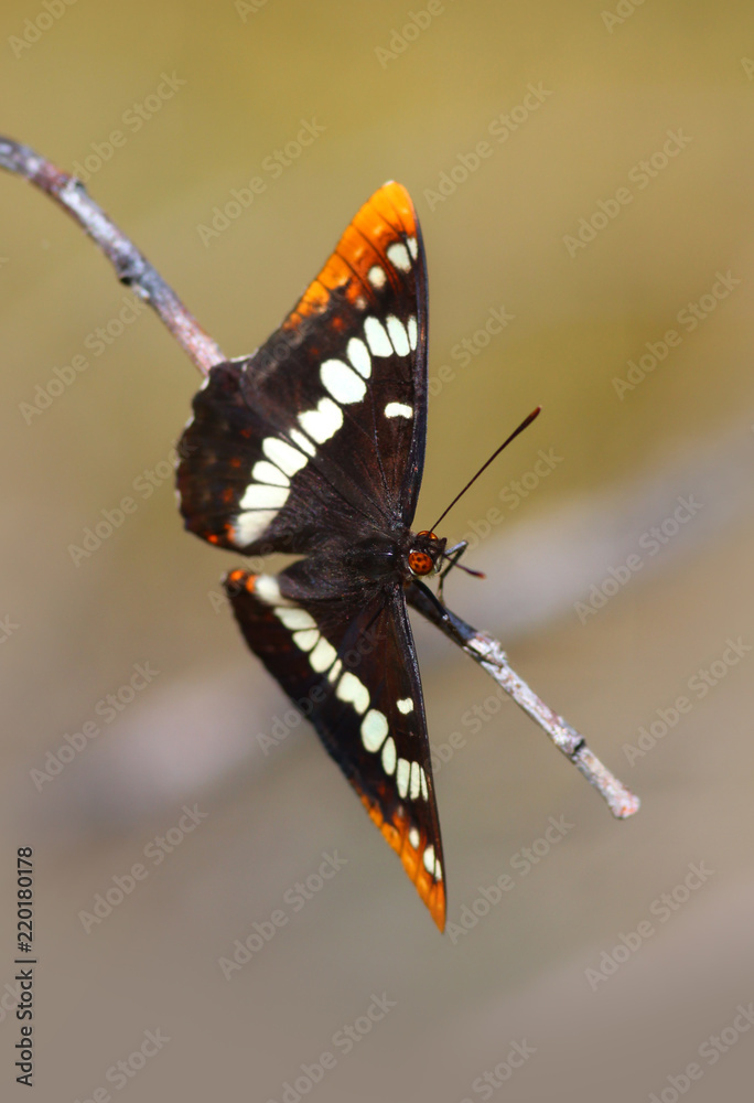 Fototapeta premium Lorquin Admiral Butterfly, Top View