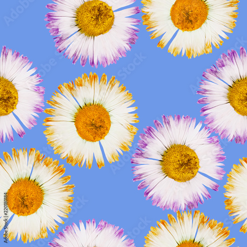 Daisy  marguerite. Seamless pattern texture of flowers. Floral background  photo collage
