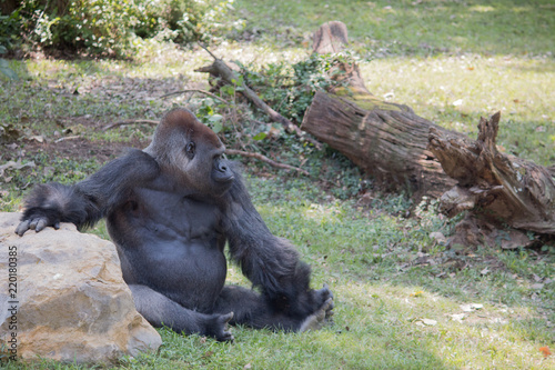 gorilla looking away photo