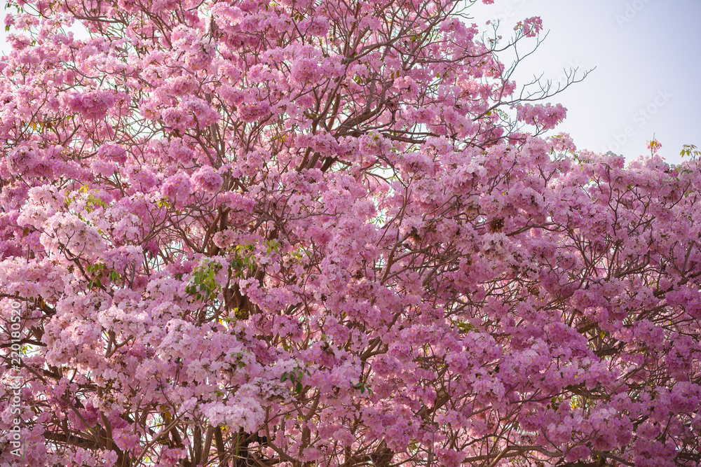 Tabebuia rosea is a Pink Flower neotropical tree Tabebuia rosea is a Pink Flower neotropical tree
