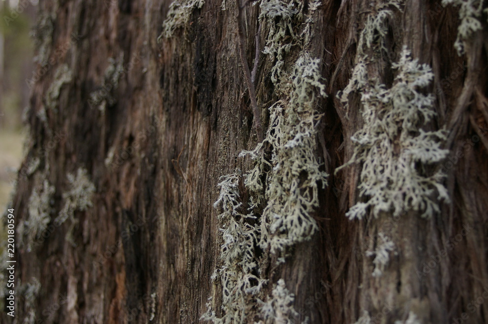 wintry white lichen growing on the barked trunk of a native tree in a forested area, rural New South Wales, Australia wintry white lichen growing on the barked trunk of a native tree in a forested area, rural New South Wales, Australia