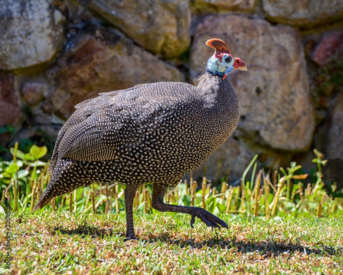 Helmeted Guineafowl