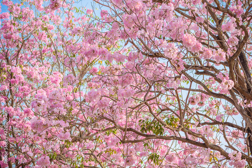Fototapeta Naklejka Na Ścianę i Meble -  Tabebuia rosea is a Pink Flower neotropical tree