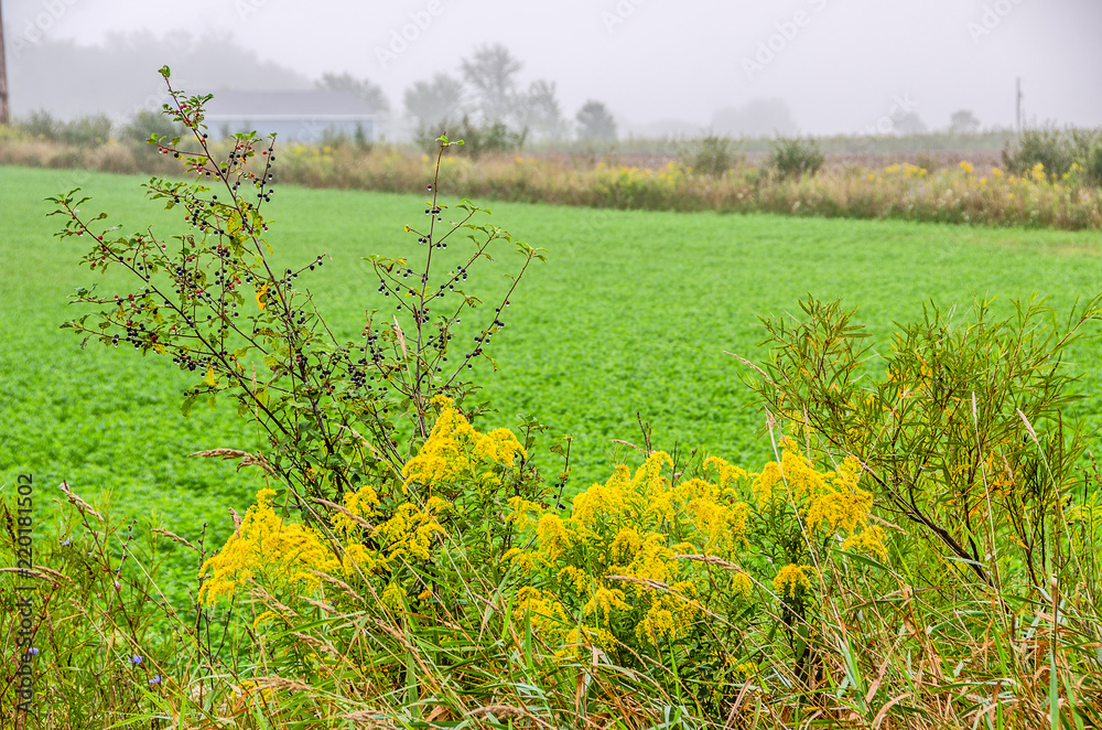 Berries and Goldenrod (Solidago) Berries and Goldenrod (Solidago)