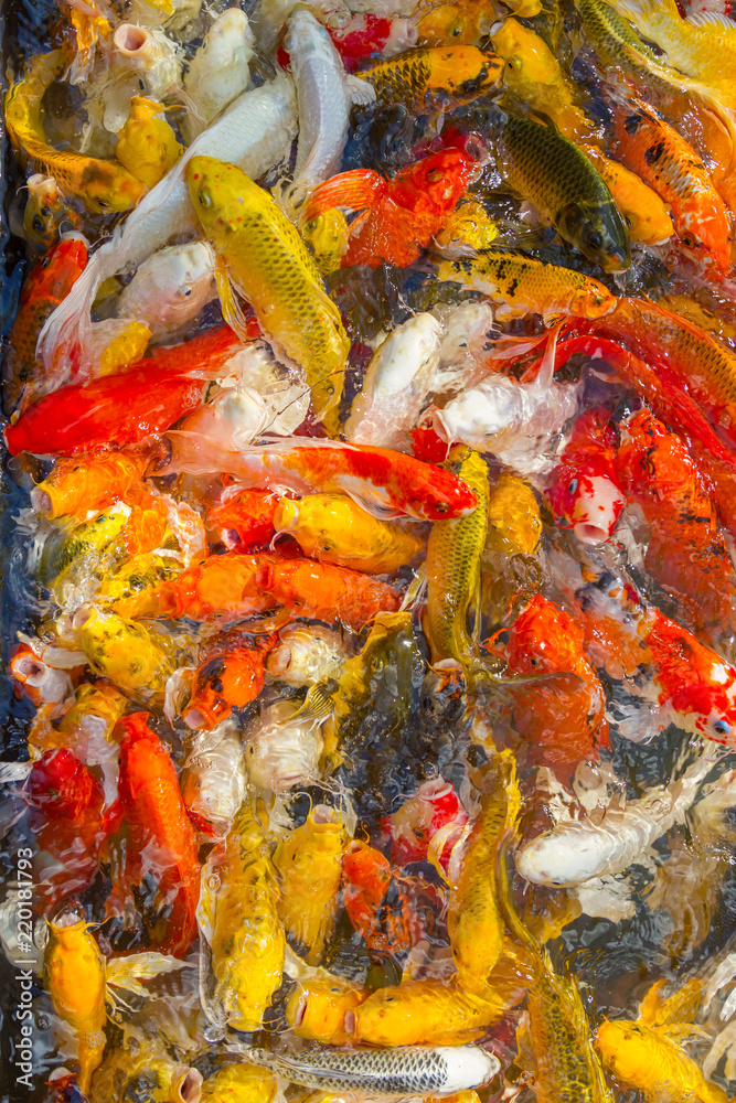 Koi Carps Fish Japanese swimming (Cyprinus carpio) beautiful color