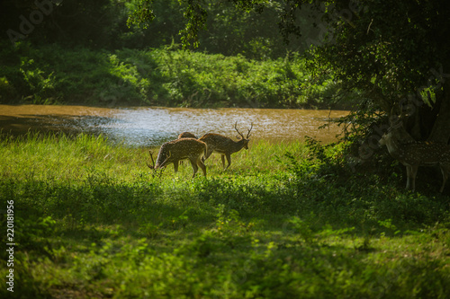 Photography ShriLanka national park