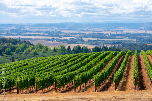 A look over rows of lush green vines in an Oregon vineyard, lit by morning sun, with a view of the forest and valley beyond.