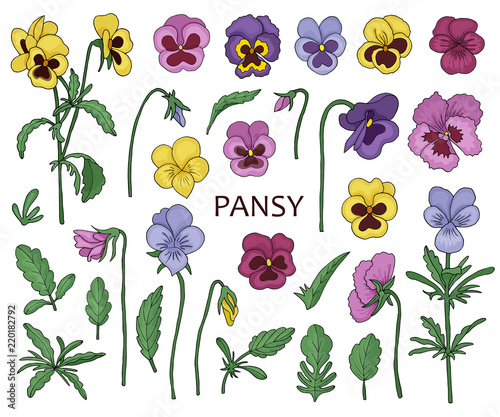 Flowers of pansies.