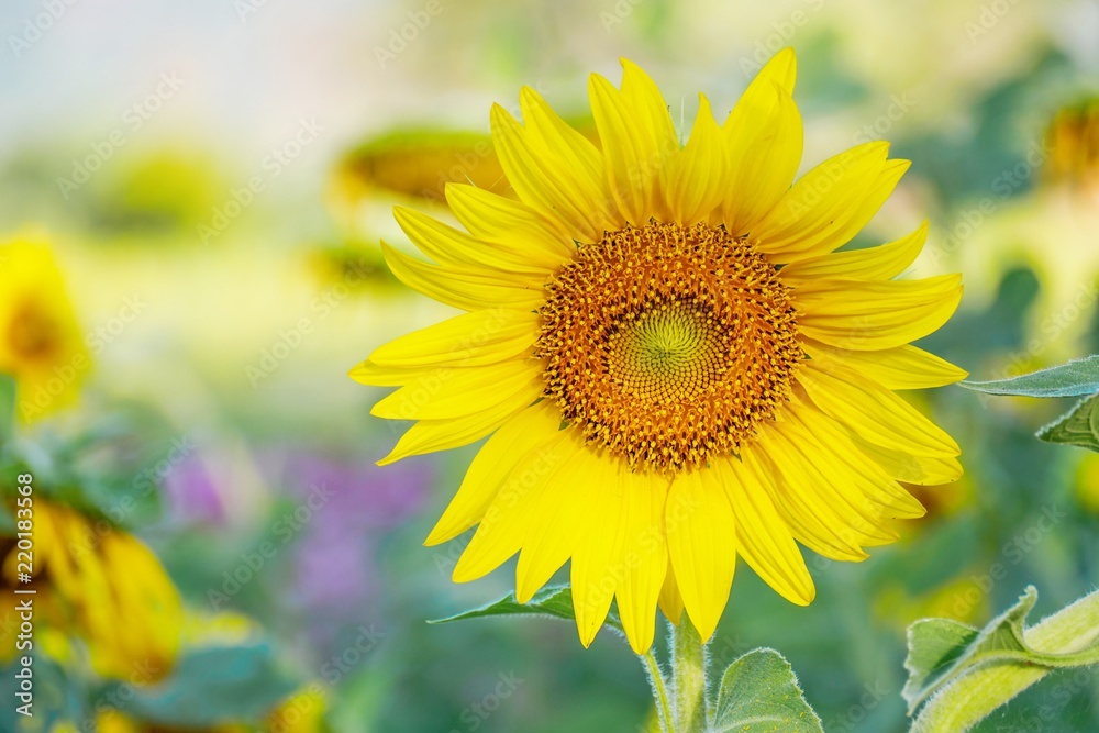 Close up Sunflowers with soft blurred green background. Close up Sunflowers with soft blurred green background.