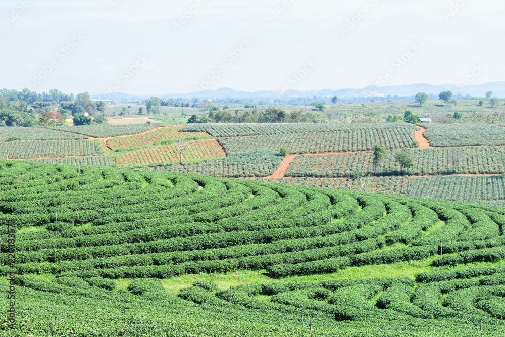 Organic green tea's farms on plateaus in countryside of Thailand.