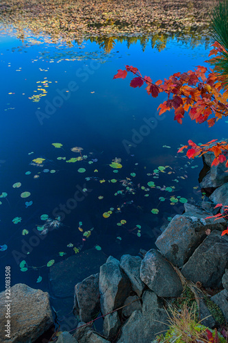 Fall leaves beside a lake