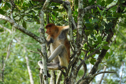 Proboscis monkey on Borneo