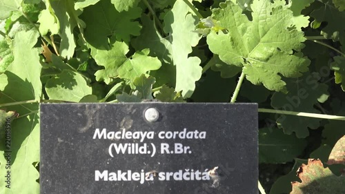 Spices and Herbs. Macleaya cordata in summer, ornamental garden plant also known as plume poppy. Hand written sign for Macleaya cordata in a garden.
 photo