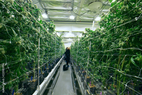 Indoor Marijuana Trimmer Cannabis