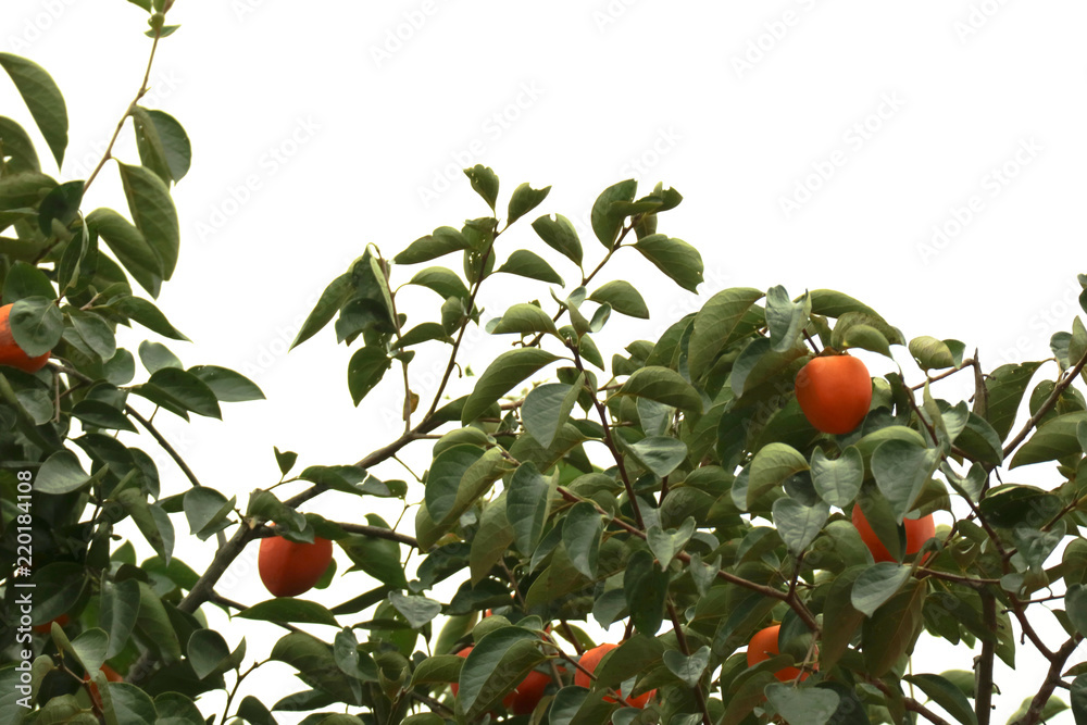 Persimmon on a persimmon tree