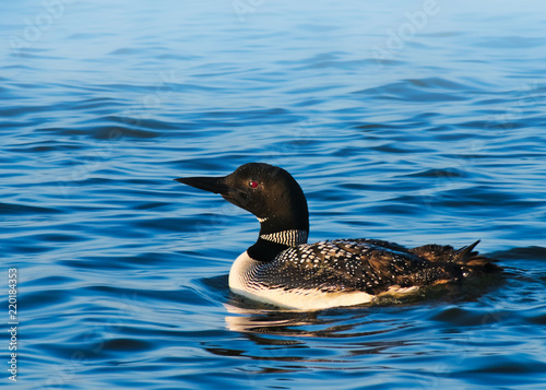 Common loon or great northern diver - Gavia immer - swimming in a lake in Bemidji Minnesota. photo