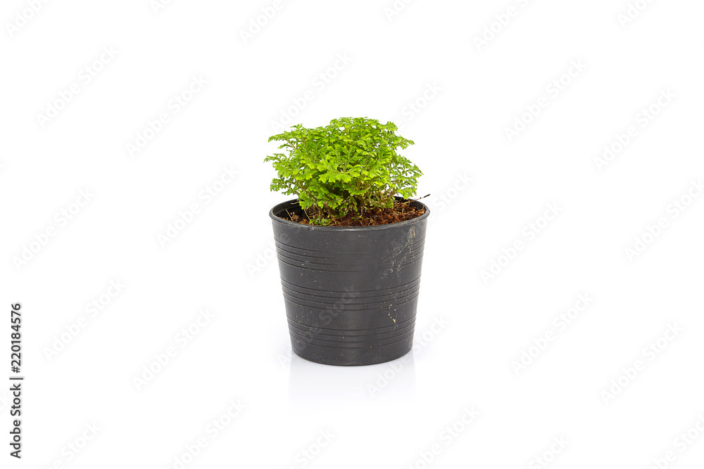 Small Ferns in black pot isolated Small Ferns in black pot isolated