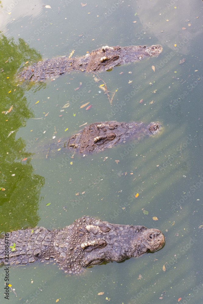 Crocodile head floating in water Crocodile head floating in water