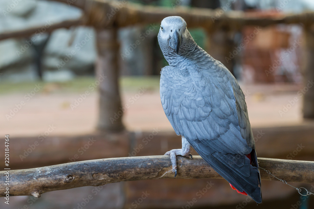 Obraz premium African Grey Parrot sitting on timber at the public park