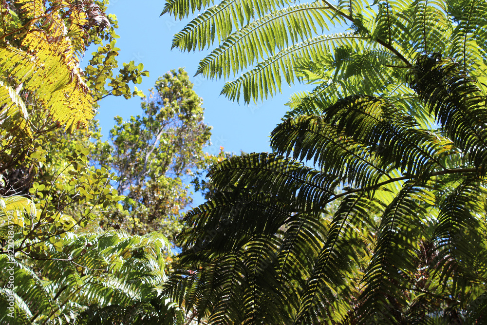 Obraz premium ジャングルのような風景